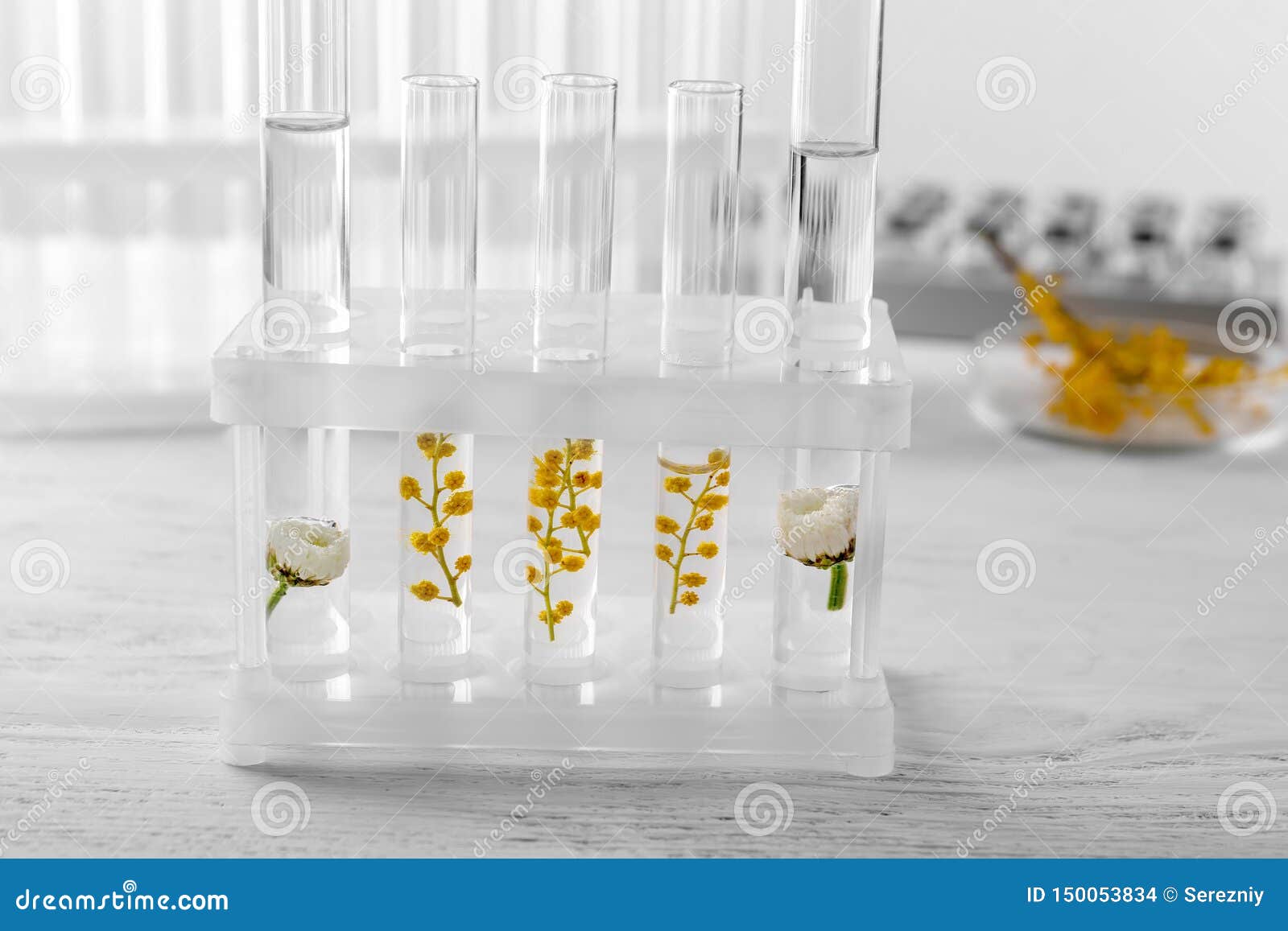 Test Tubes with Flowers in Rack on Table Stock Photo Image of flora