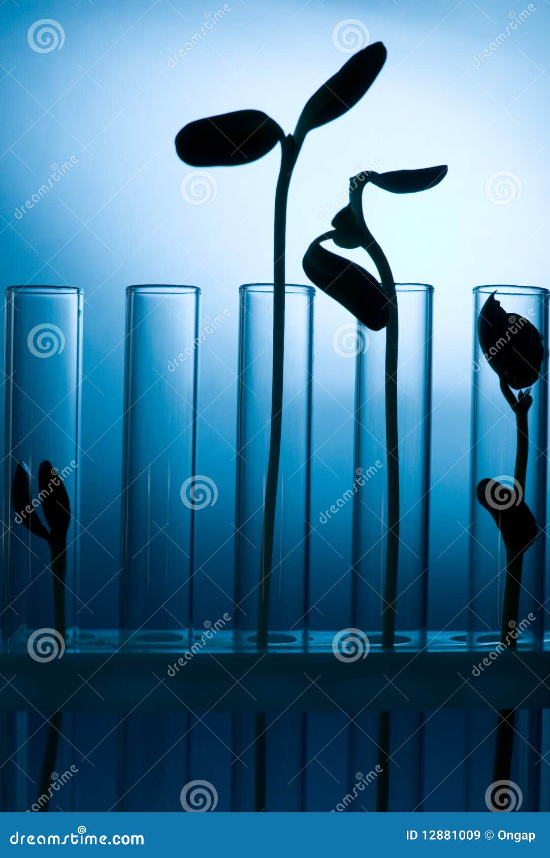 Test tubes with plants stock image. Image of scientific 12881009