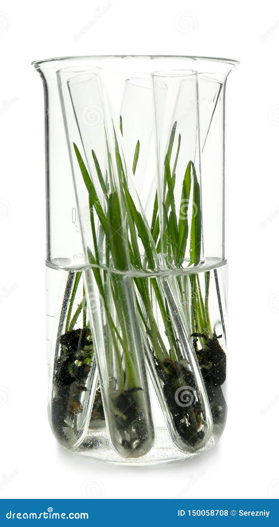 Test Tubes with Plants in Glass Flask, Isolated on White Stock Photo
