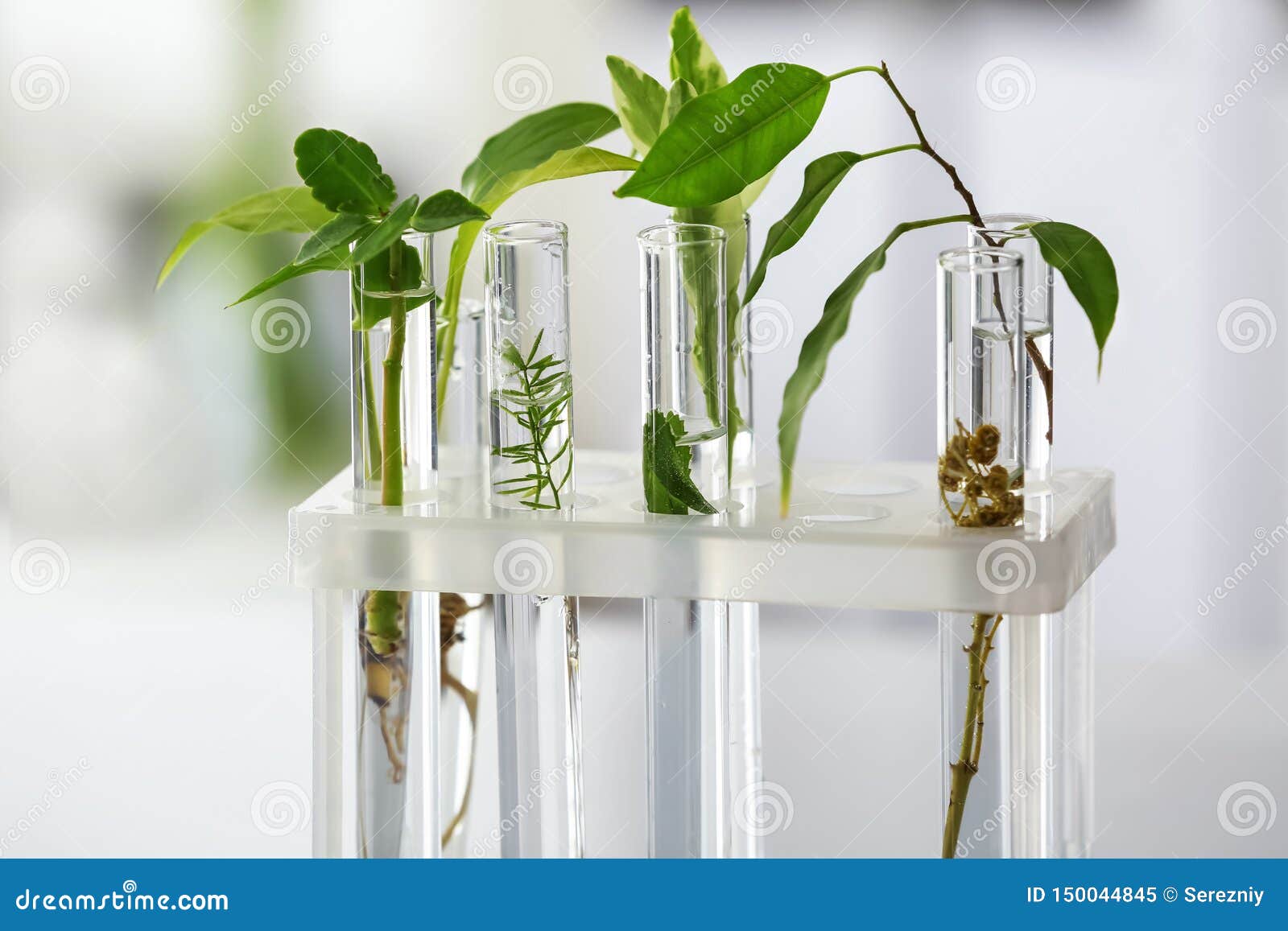 Test Tubes with Plants in Holder, Closeup Stock Image Image of