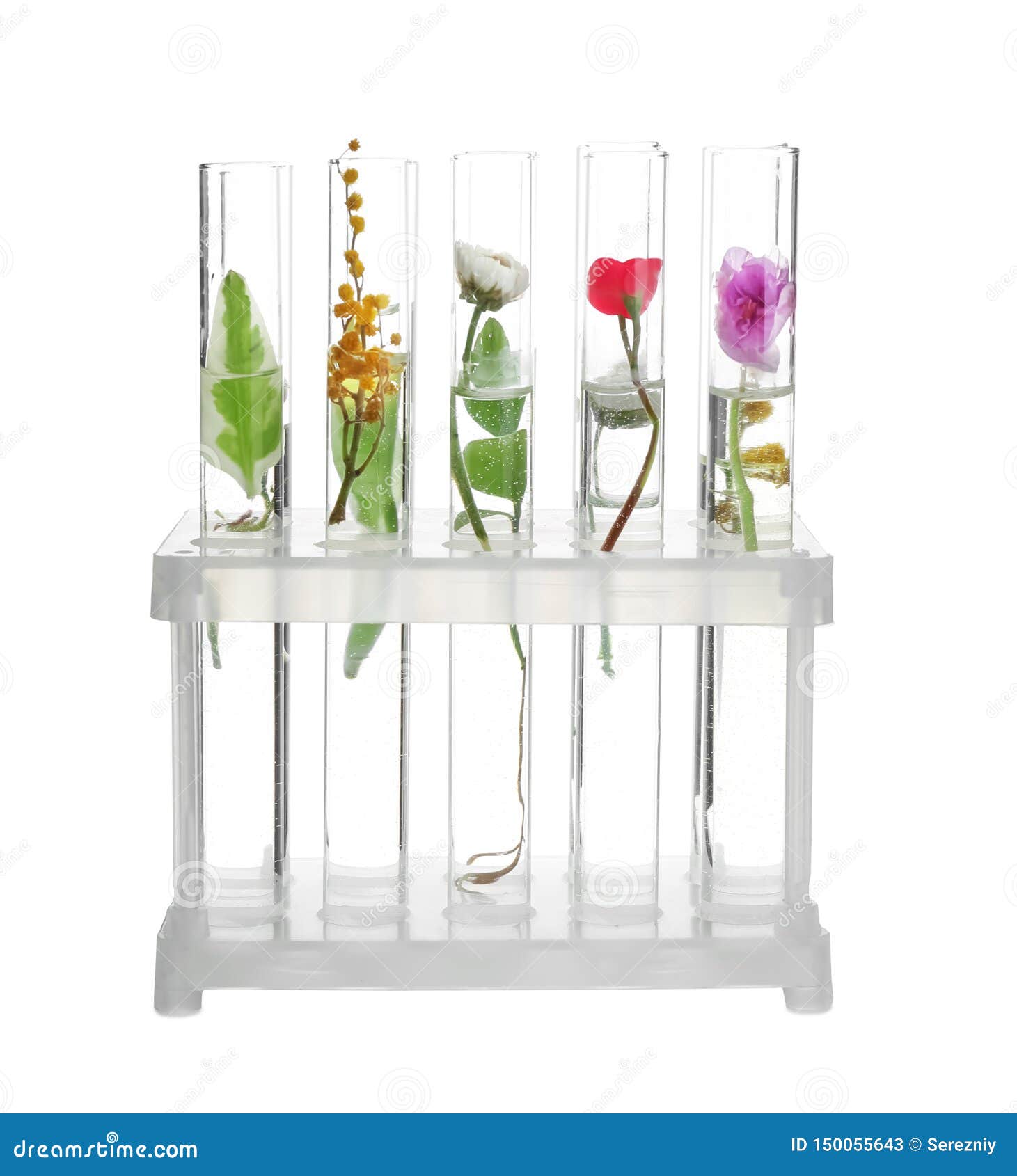 Test Tubes with Plants in Holder, Isolated on White Stock Image Image