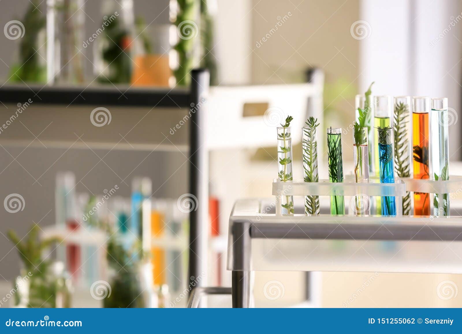 Test Tubes with Plants in Holder on Shelf Stock Photo Image of green