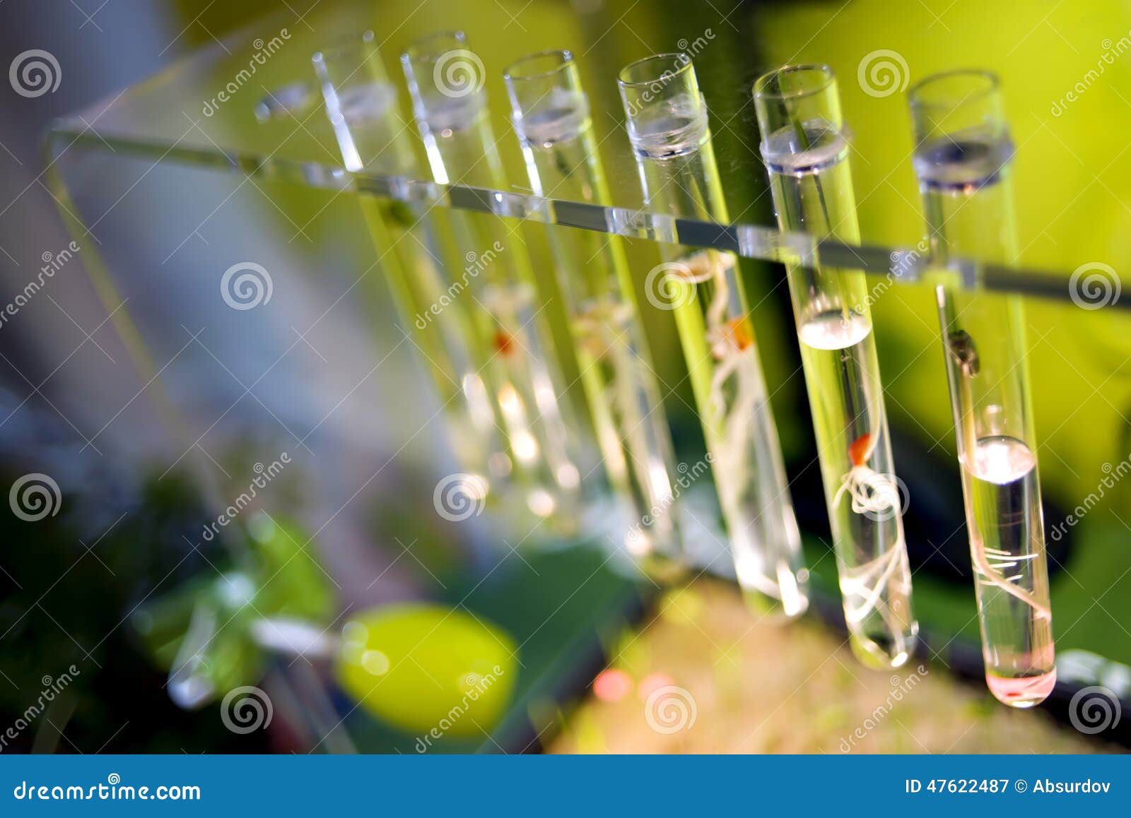 Test Tubes with Sprouts Plants Stock Image Image of experience