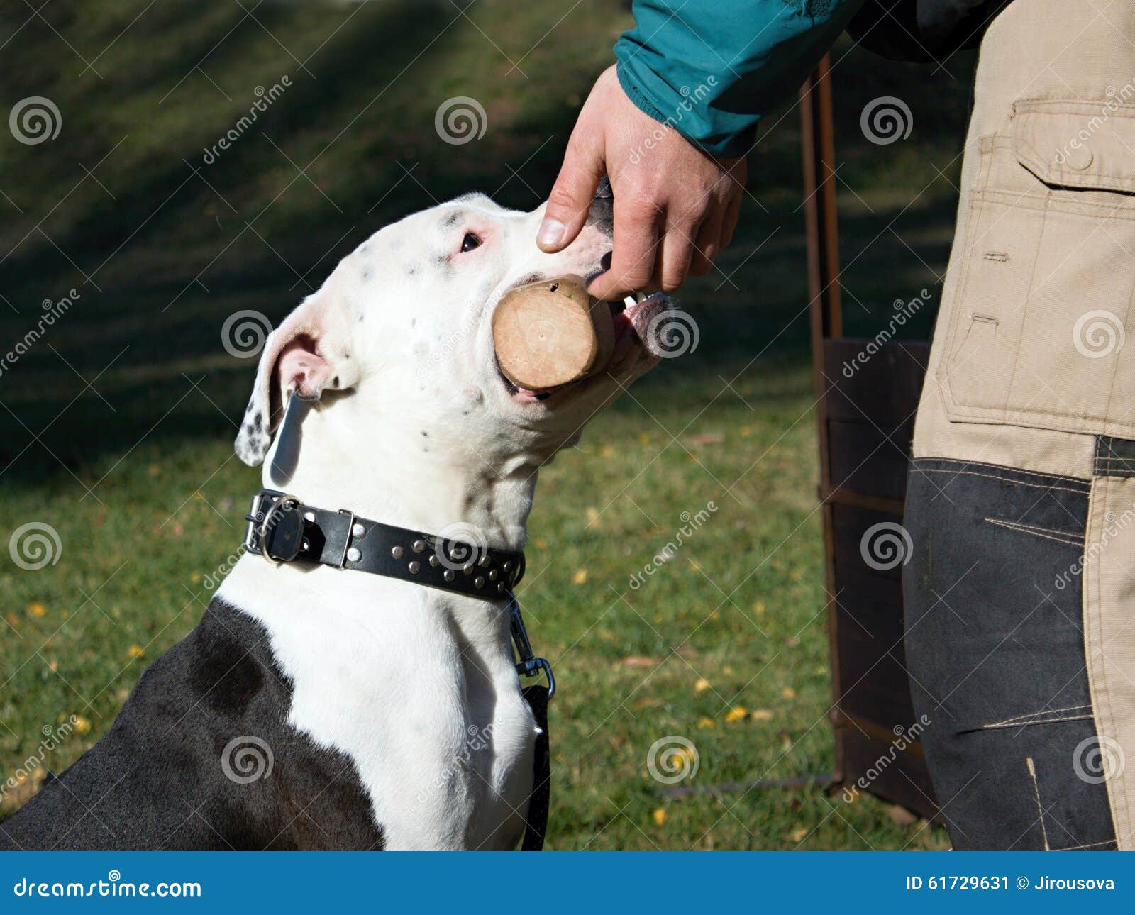 Testa del cane immagine stock. Immagine di cane, prelevi 61729631