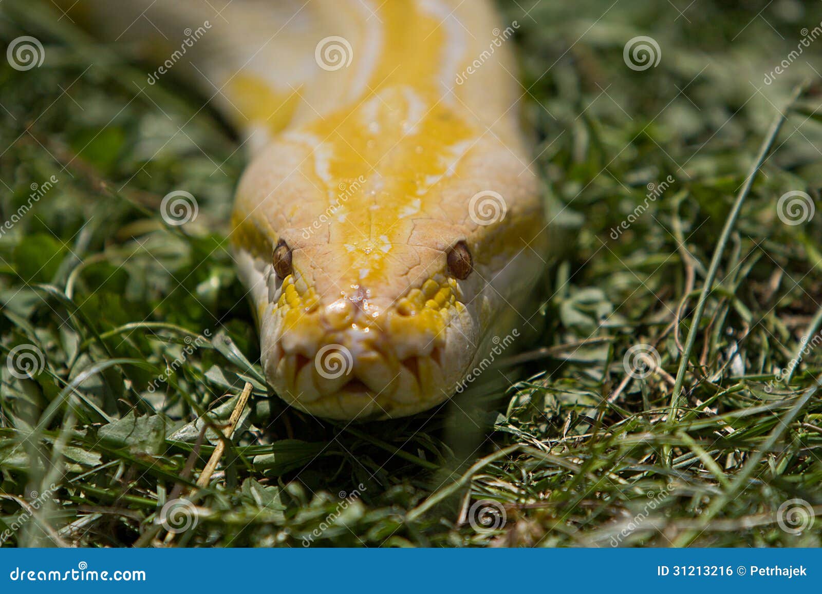 Testa Del Pitone Dell'albino Fotografia Stock Immagine di albino
