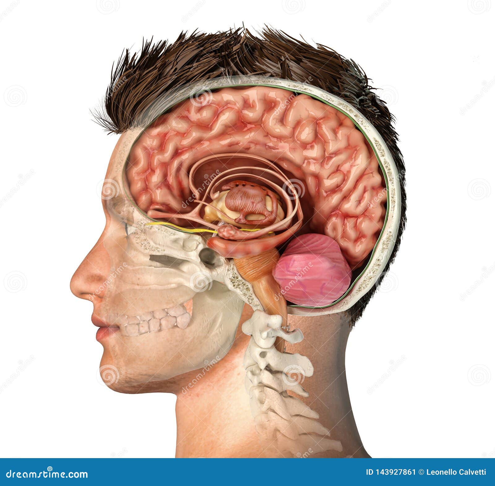 PETSOLA 4Anatomia del Modello Umano Testa del Cranio Muscolo Artista Disegno