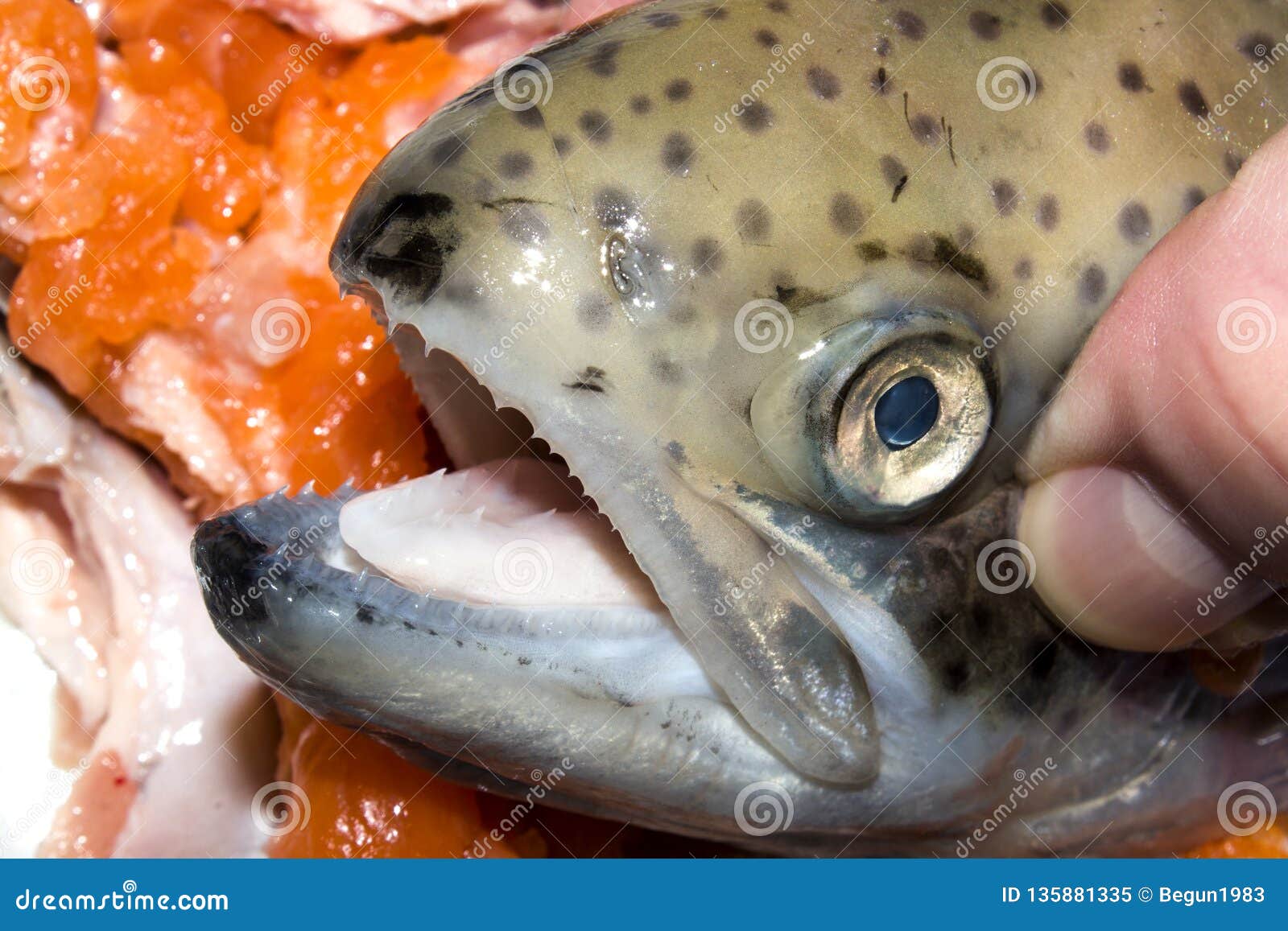 Mosche Artificiali Pesca 6 Mosche Da Pesca Ninfa, Testa Guerriero Arcobaleno In Tungsteno - Per Pesca A Mosca Acqua Dolce Mosche Ninfa Euro Testa Tungsteno - Foto 8