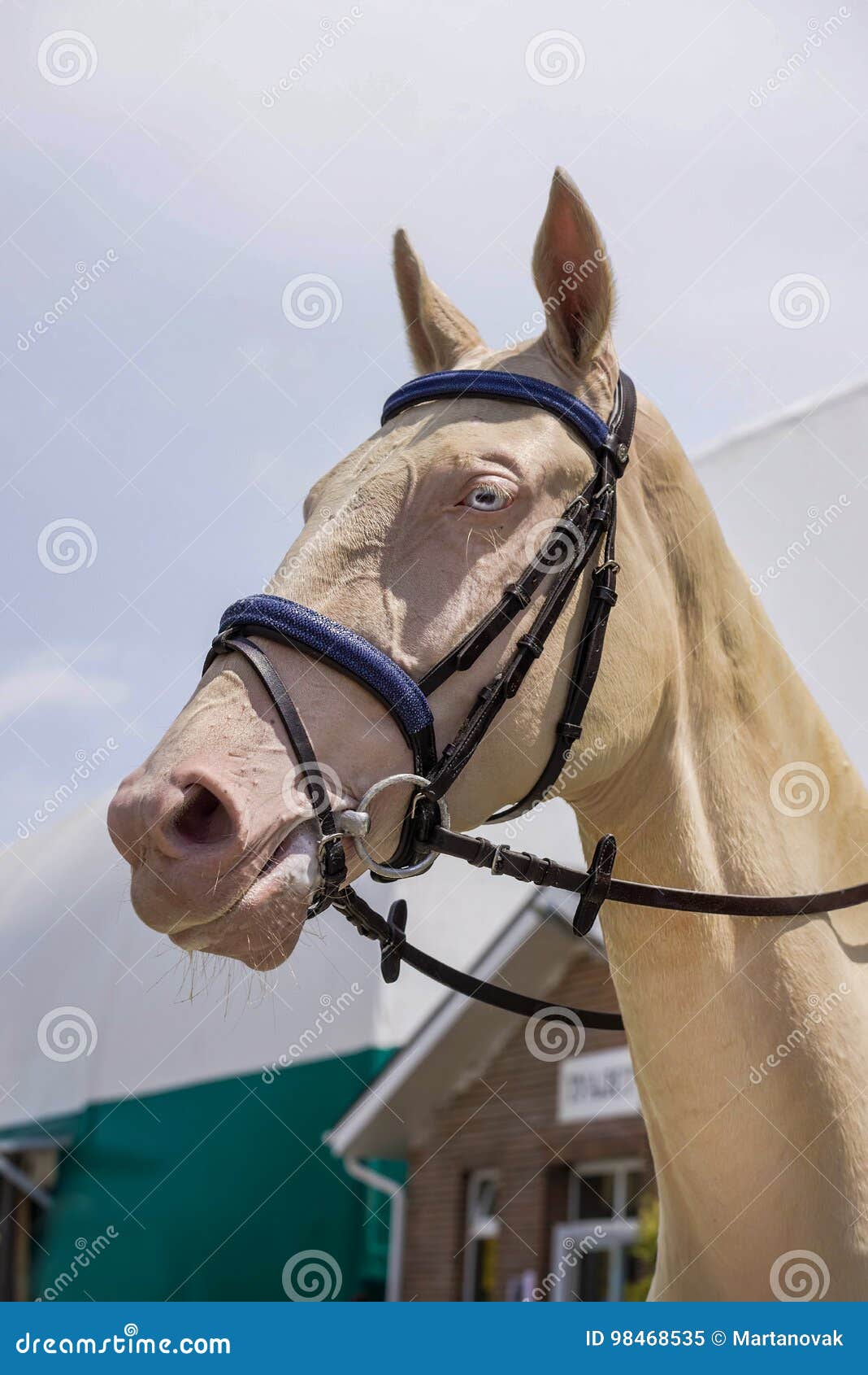 Testa Di Cavallo Di Dressage Cavallo Crema Con Il Ritratto Degli Occhi  Azzurri Durante La Concorrenza Di Dressage Immagine Stock - Immagine di  durante, freno: 98468535