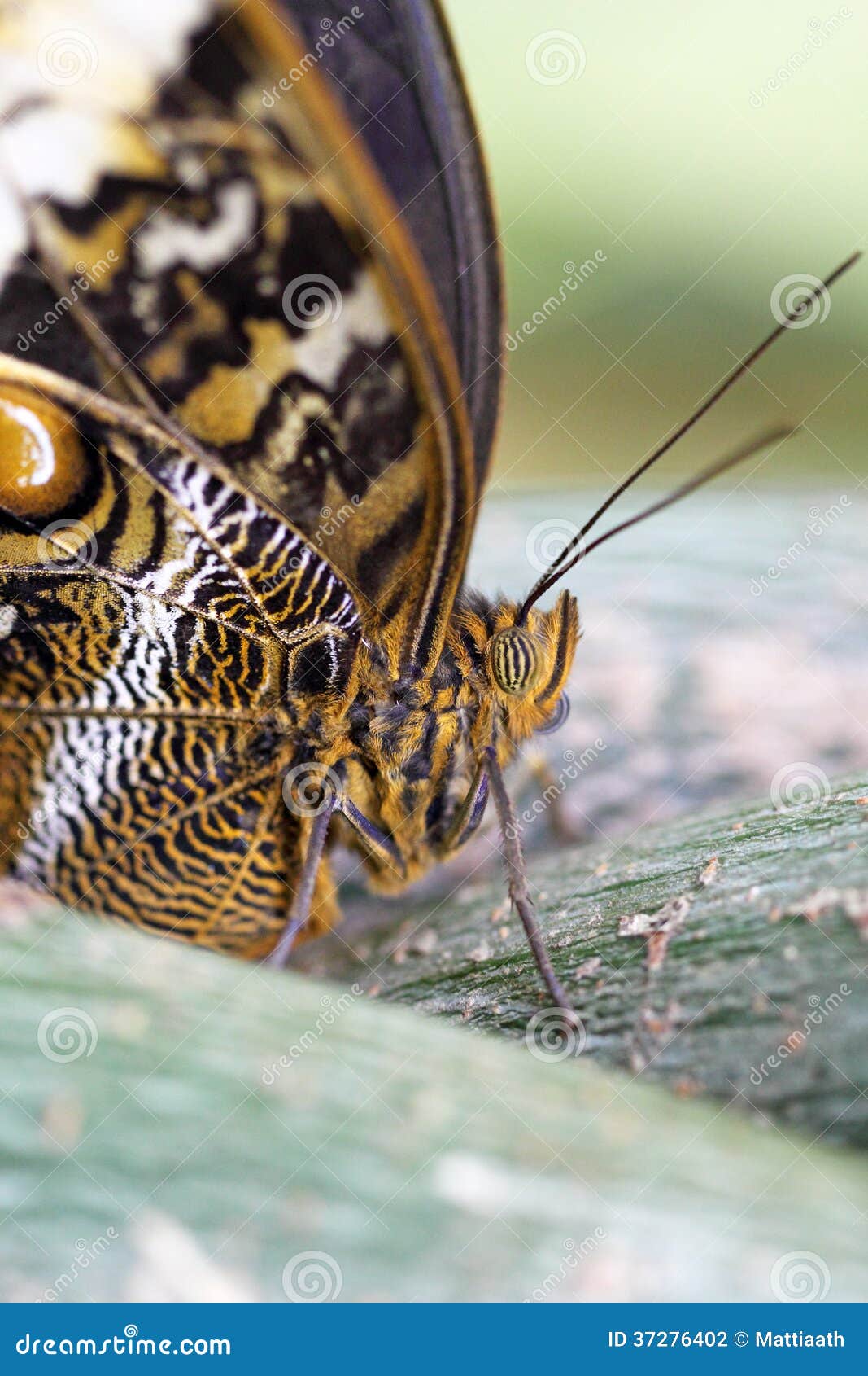 YONGFOTO 150x130cm Zucchero Cranio Arazzo, Scheletro