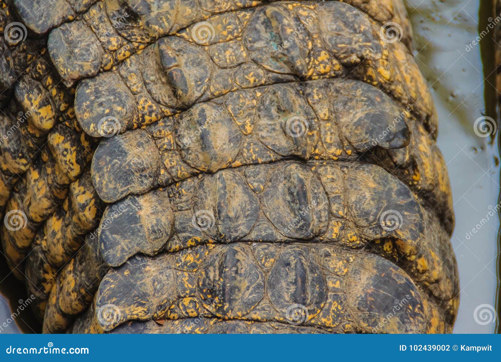 Teste Padrão Vivo Da Cauda Do Crocodilo Do Corpo Vivo Para O Fundo Foto de  Stock - Imagem de bens, cultivar: 102439002