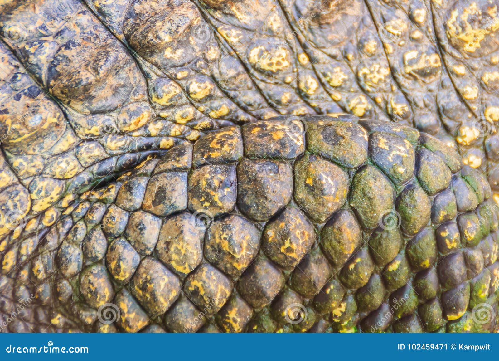 Teste Padrão Vivo Da Pele Do Crocodilo Do Corpo Vivo Para O Fundo Imagem de  Stock - Imagem de marrom, bonito: 102459471