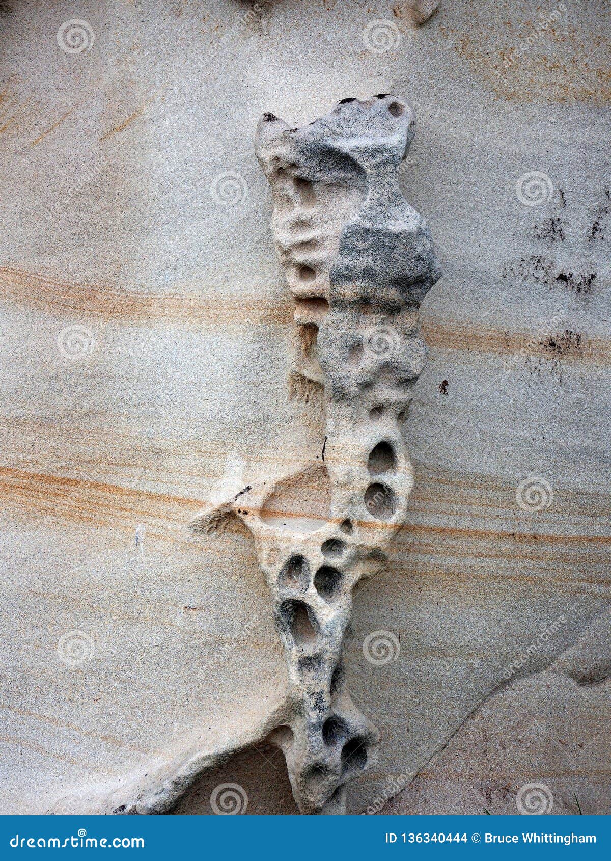 Teste padrão corroído do arenito de Honecomb, Sydney, Austrália. Um afloramento profundamente corroído do arenito do favo de mel ao lado de Sydney Harbour, NSW, Austrália Erosão do vento e de água