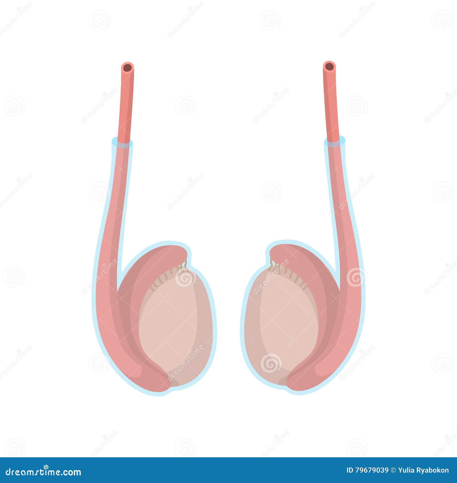 Testicles Cartoons, Illustrations & Vector Stock Images 102 Pictures