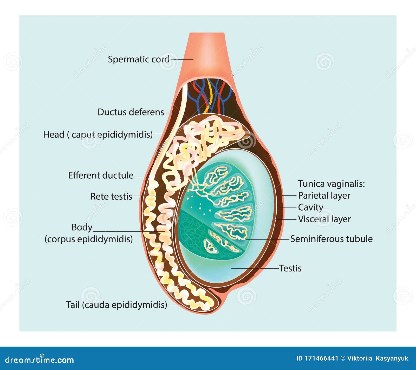 Testis Cross Section Labeled