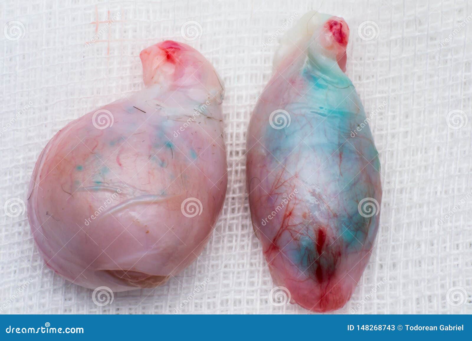 Testicules De Chat Sur La Surface Blanche Testicule Cryptorchid Dans Le Cote Droit Et Testicule Normal Dans Le Cote Gauche Image Stock Image Du Clinique Felin Testicules De Chat Sur La Surface Blanche Testicule Cryptorchid Dans Le Cote Droit Et Testicule Normal Dans Le Cote Gauche Image Stock Image Du Clinique Felin