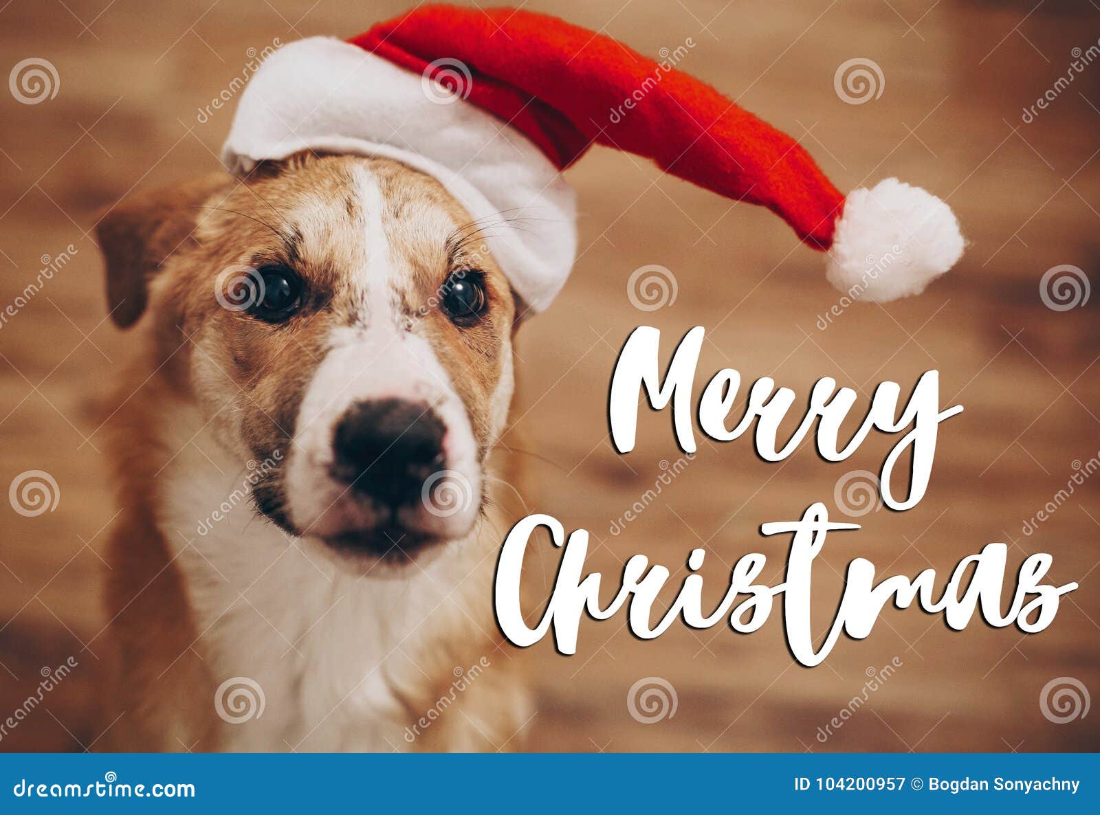 Foto Di Natale Con Cani.Testo Di Buon Natale Segno Stagionale Della Cartolina D Auguri Cane In Santa Immagine Stock Immagine Di Stylish Cute 104200957