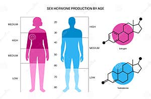 Estrogen And Testosteron Hormones Vector Chemical Formulas 