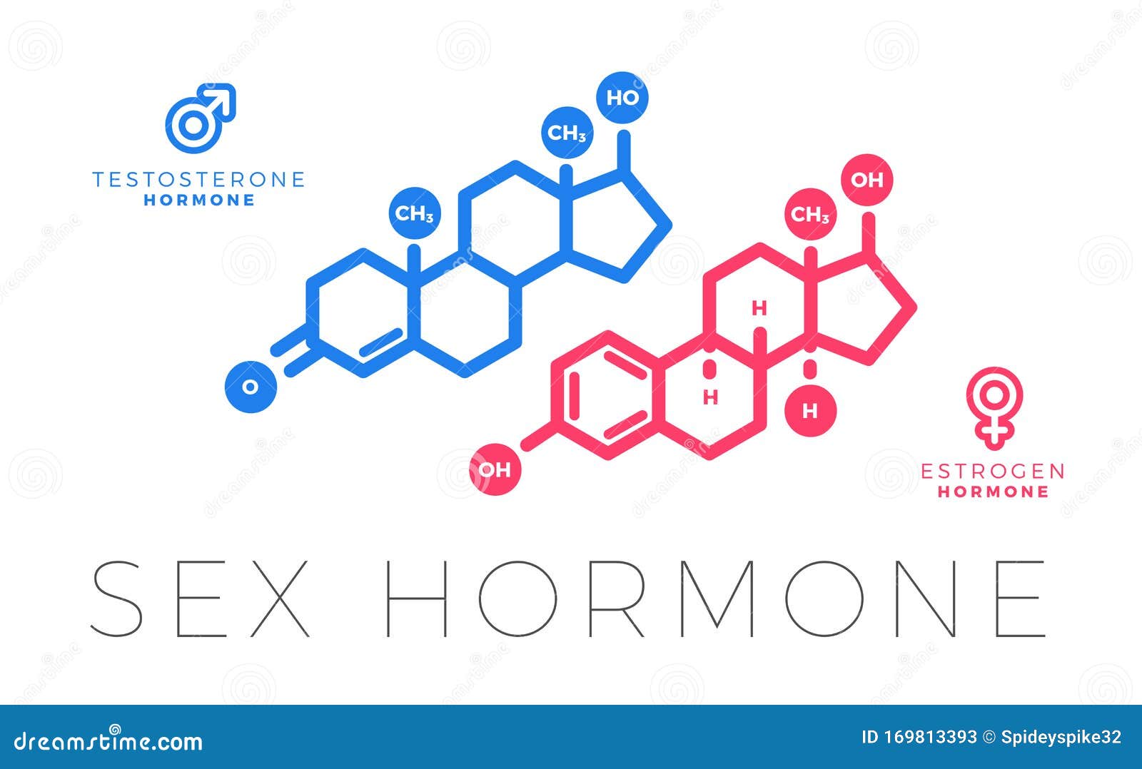 Testosterone And Estrogen Sex Hormone Molecule Isolated Vector