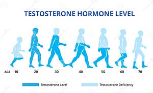Testosterone Hormone Levels Chart Vector Stock Vector Illustration Of Anatomy Chart 152981150 Testosterone Hormone Levels Chart Vector Stock Vector Illustration Of Anatomy Chart 152981150