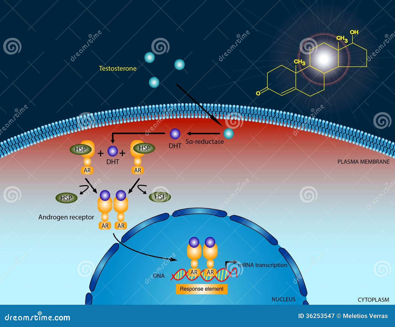 testosterone signaling pathway