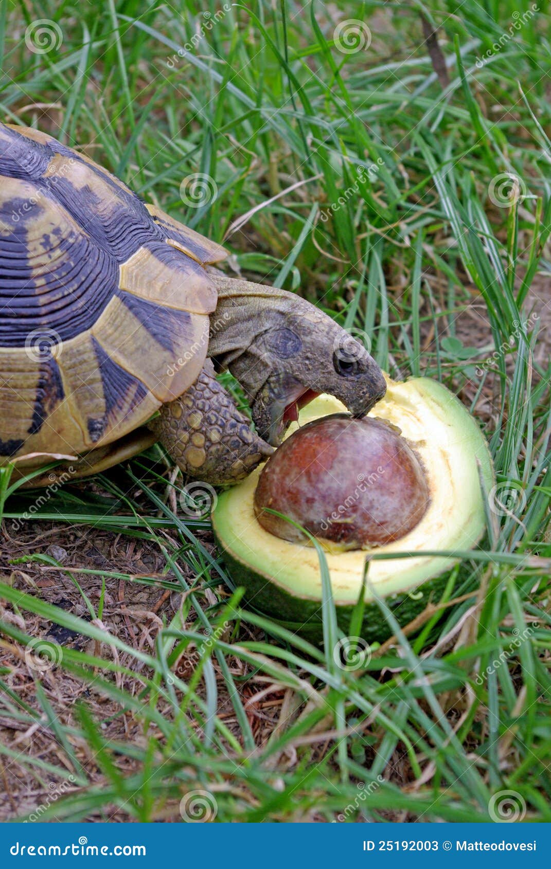 Testudo Hermanni Eating Avocado Stock Image Image of reptile, turtle