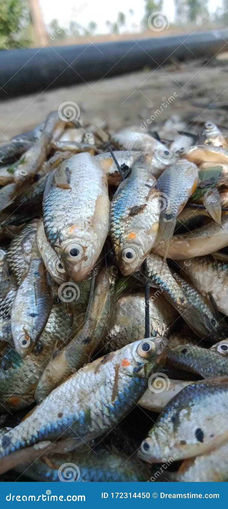 Testy Small Minnow Fish in India Stock Photo - Image of number