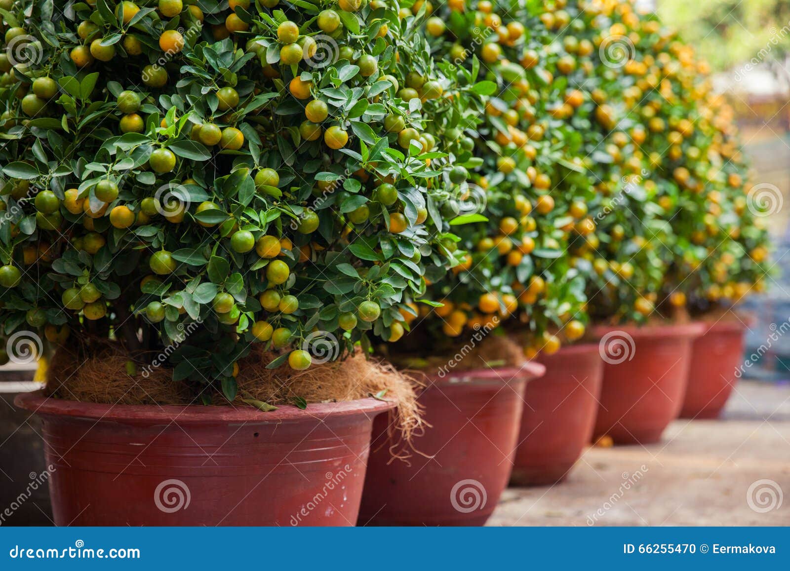 tet kumquat trees the s of lunar new year holidays