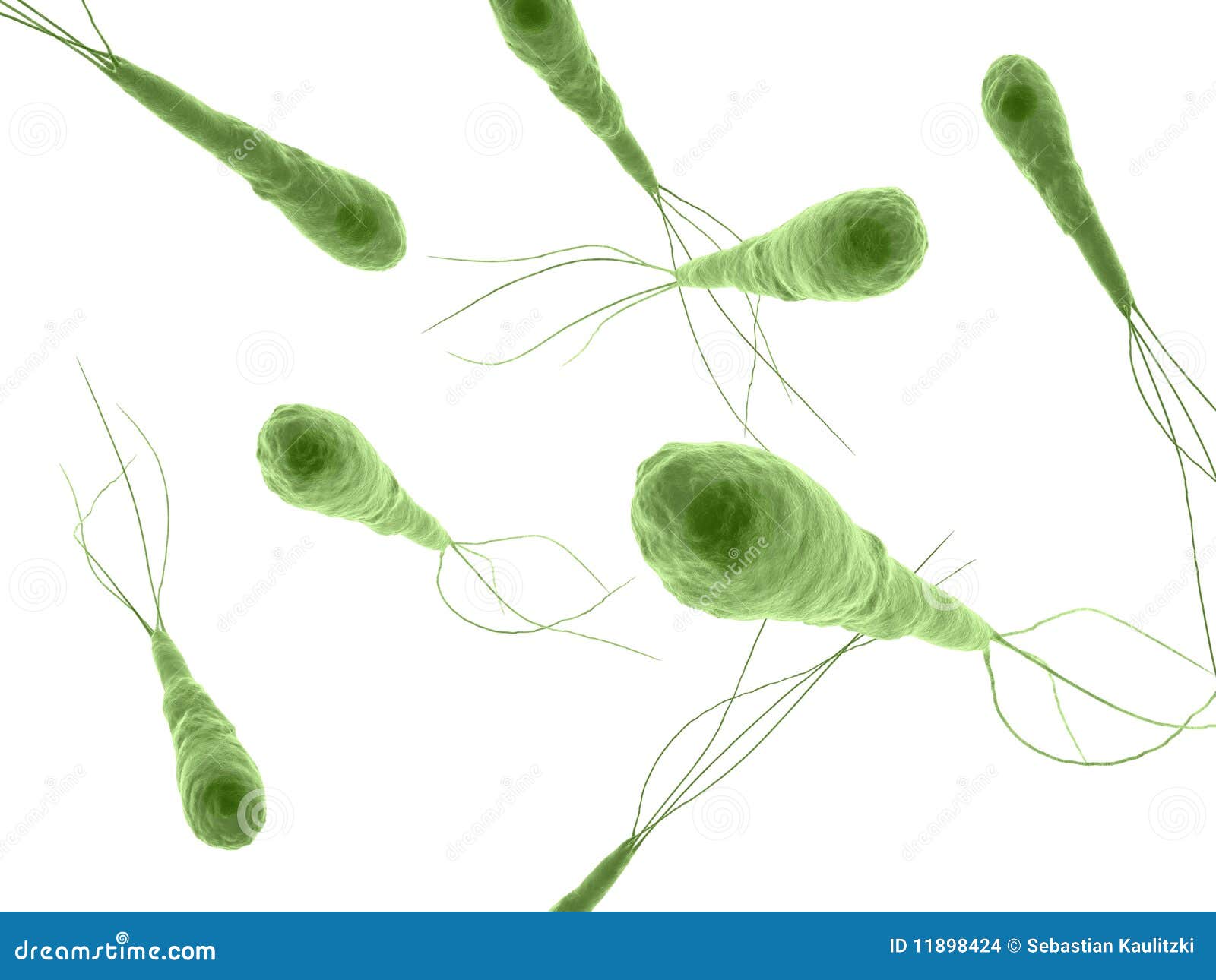 tetanus bacillus saprofit vagy paraziták
