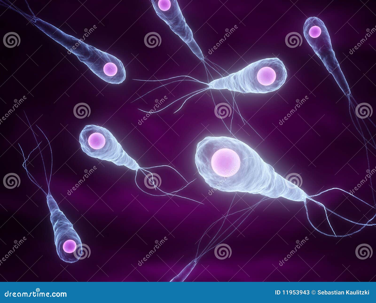 Tetanus Bacteria Stock Photos - Image: 119539431300 x 1065