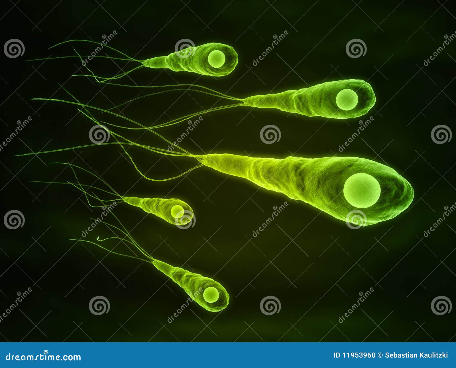 tetanus bacillus saprofit vagy paraziták)