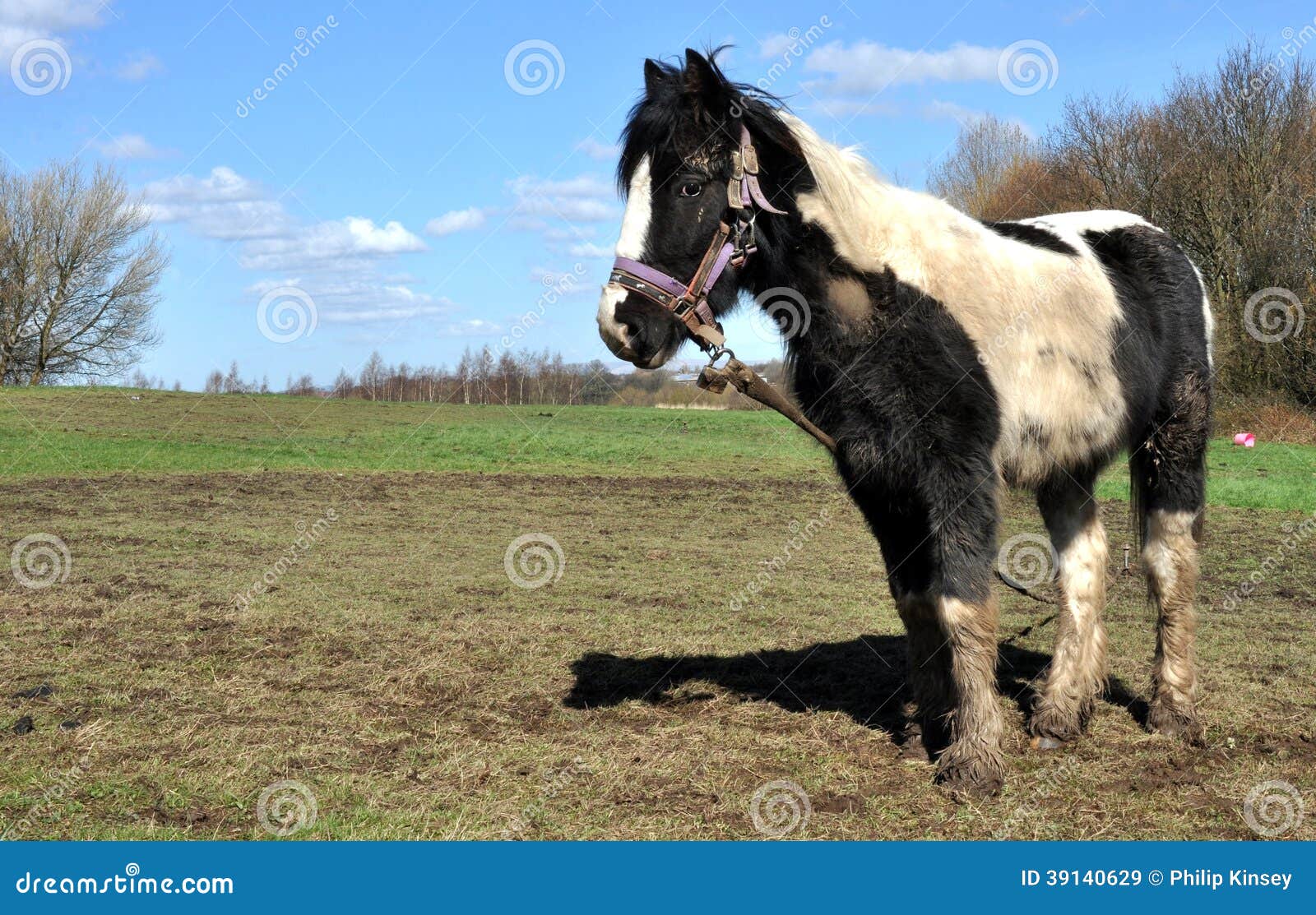 Neglected Black Eyed Susan, Rudbeckia Plant, Left To Overwinter Stock Image