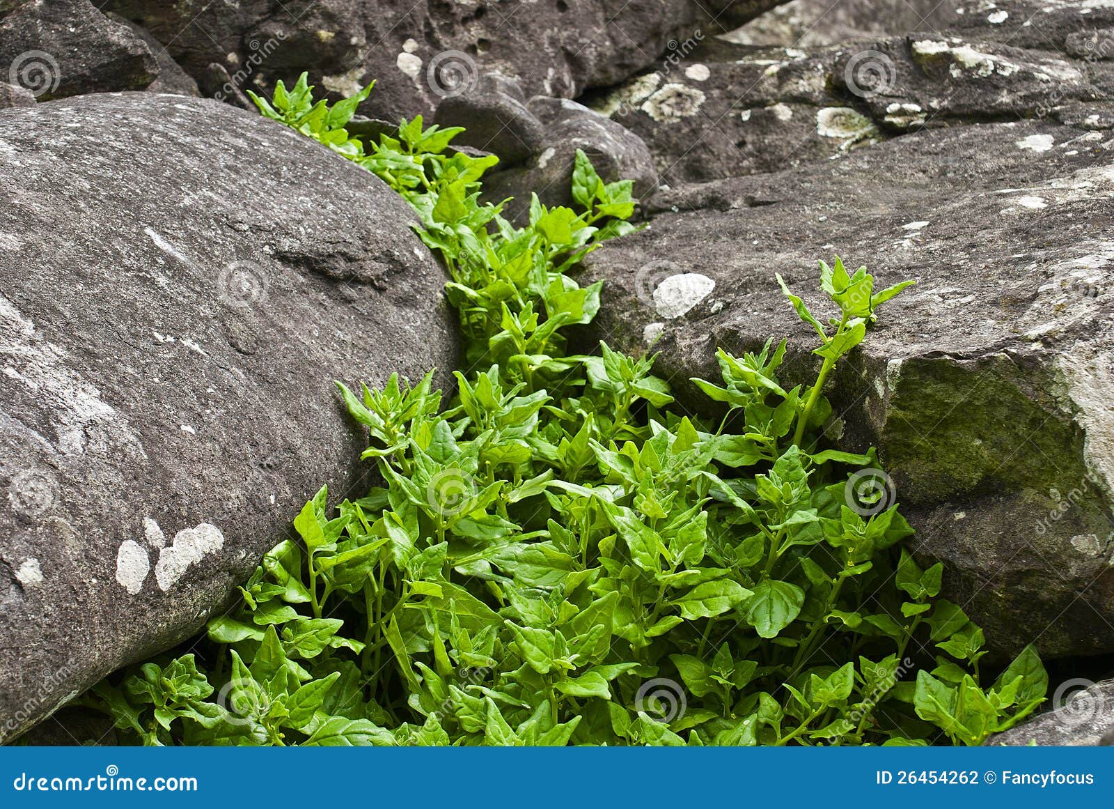 tetragonia - plants of acores archipelago