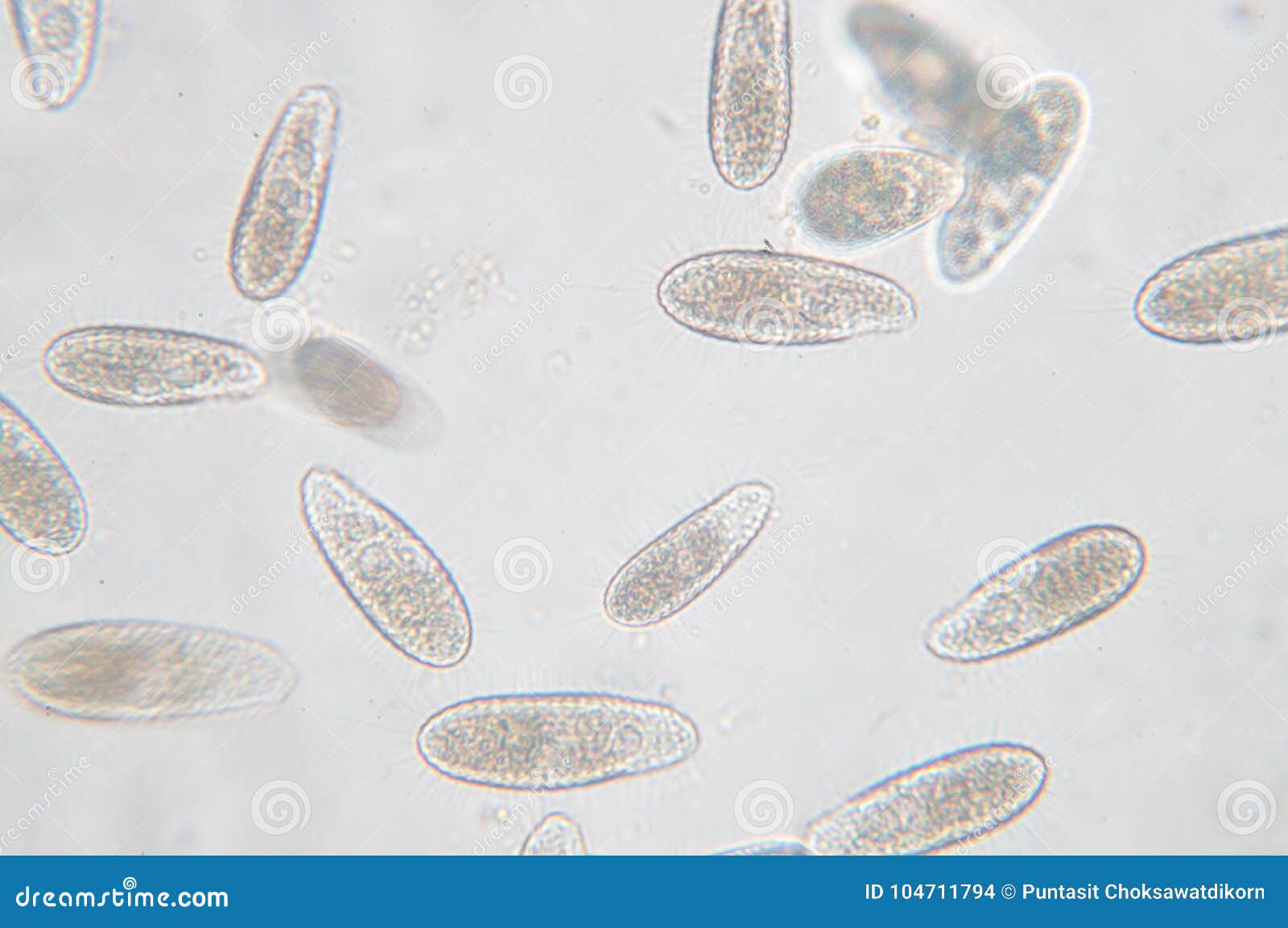 Tetrahymena Is A Genus Of Unicellular Ciliated Protozoan Stock Photo Image Of Cell Microscope 104711794