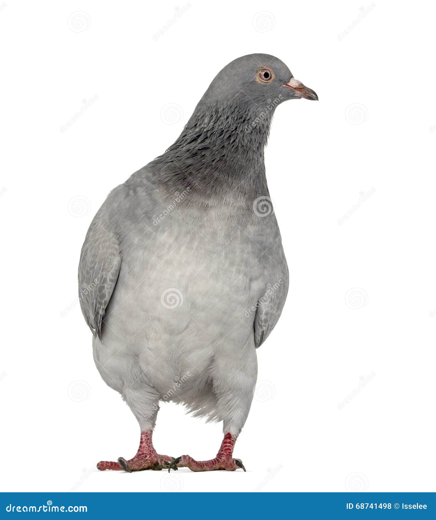 texan pioneer pigeon  on white
