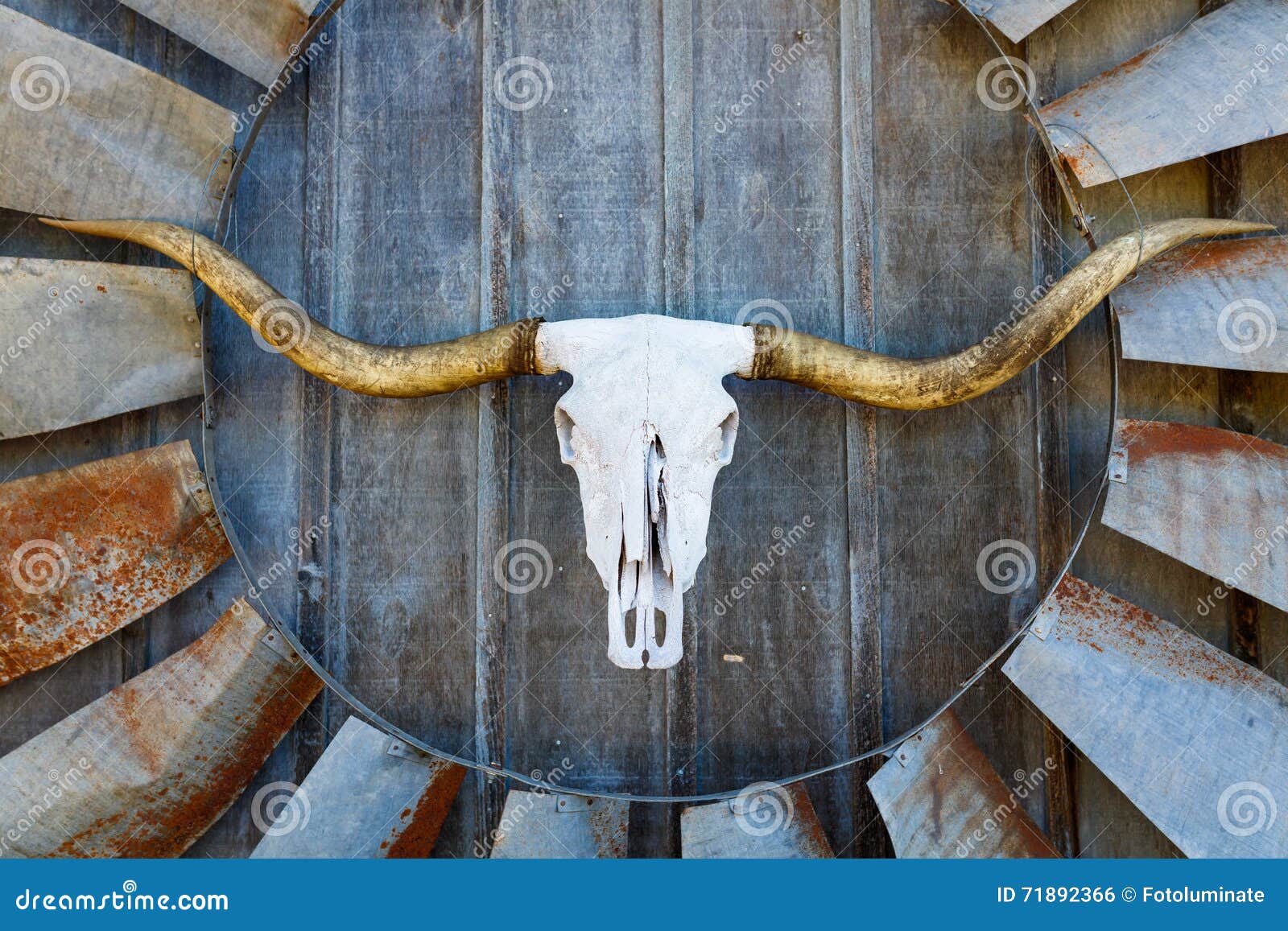 Longhorn with Windmill