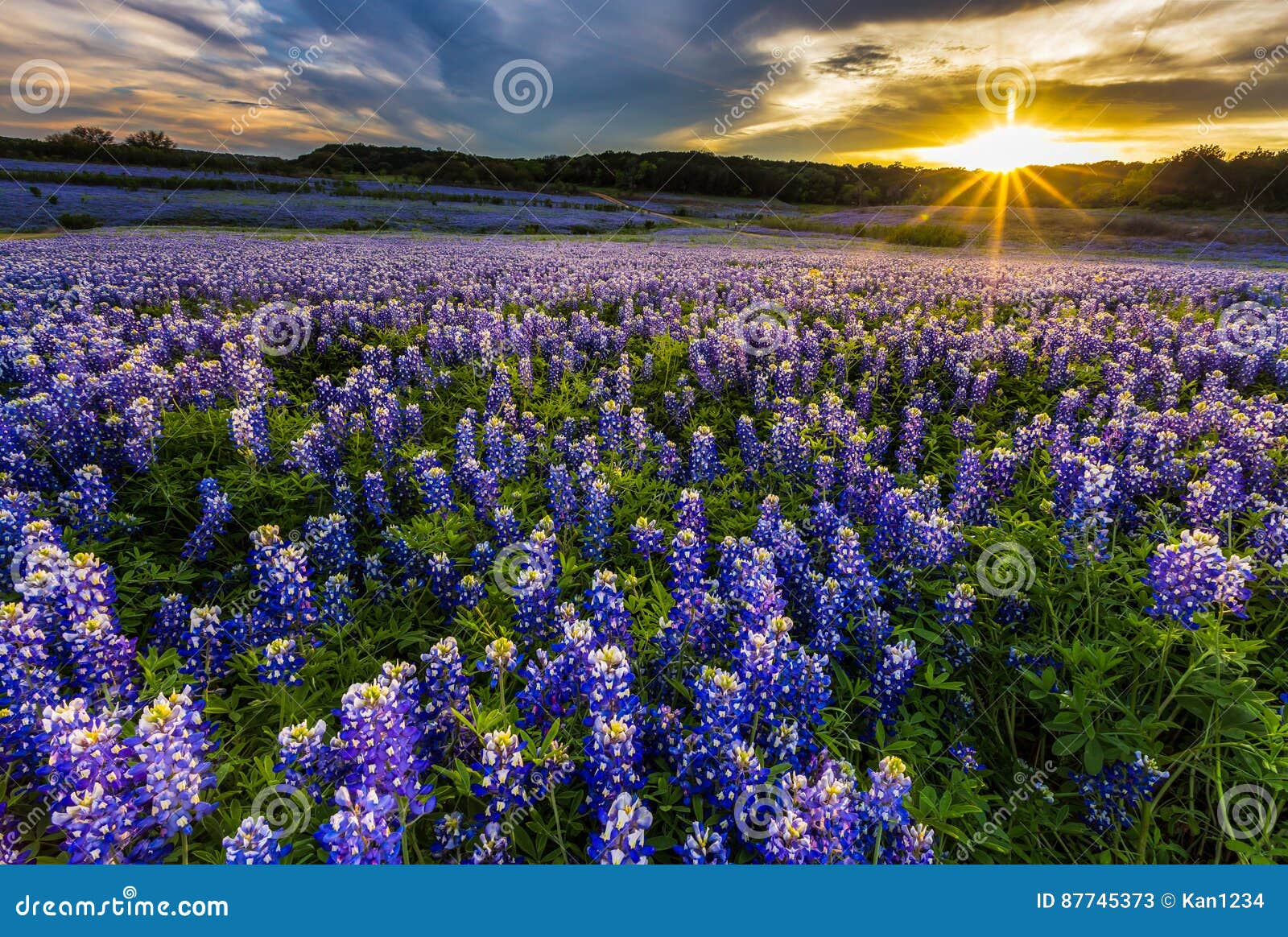texas bluebonnet field in sunset at muleshoe bend recreation area