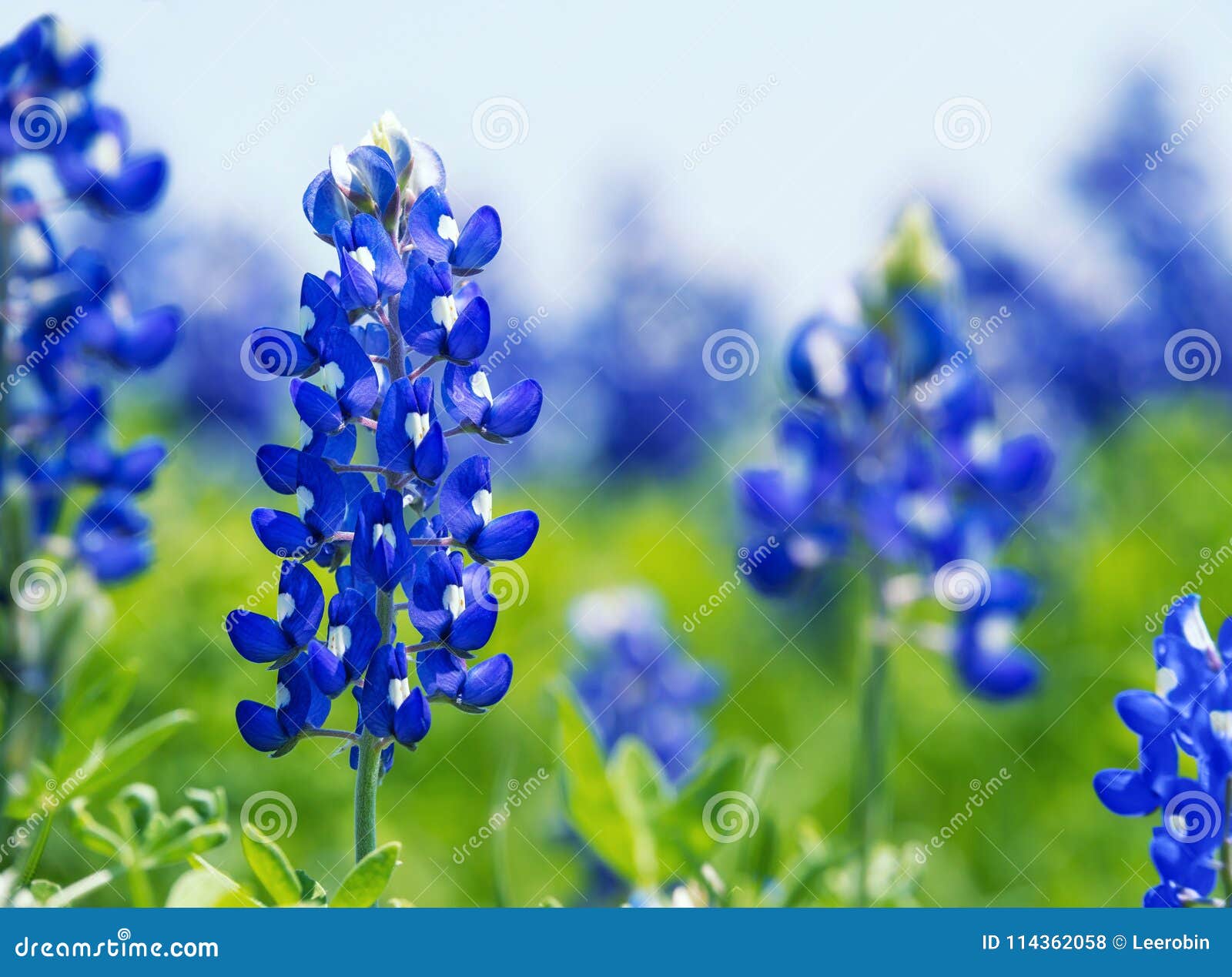 texas bluebonnet lupinus texensis flowers blooming in springti