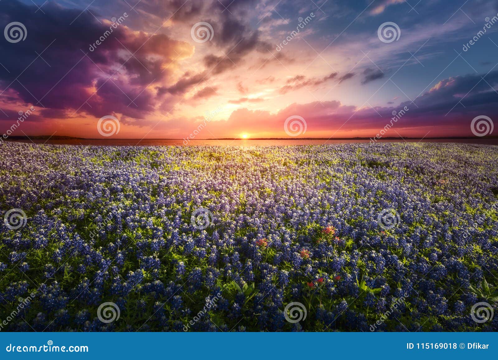 texas bluebonnet sunset