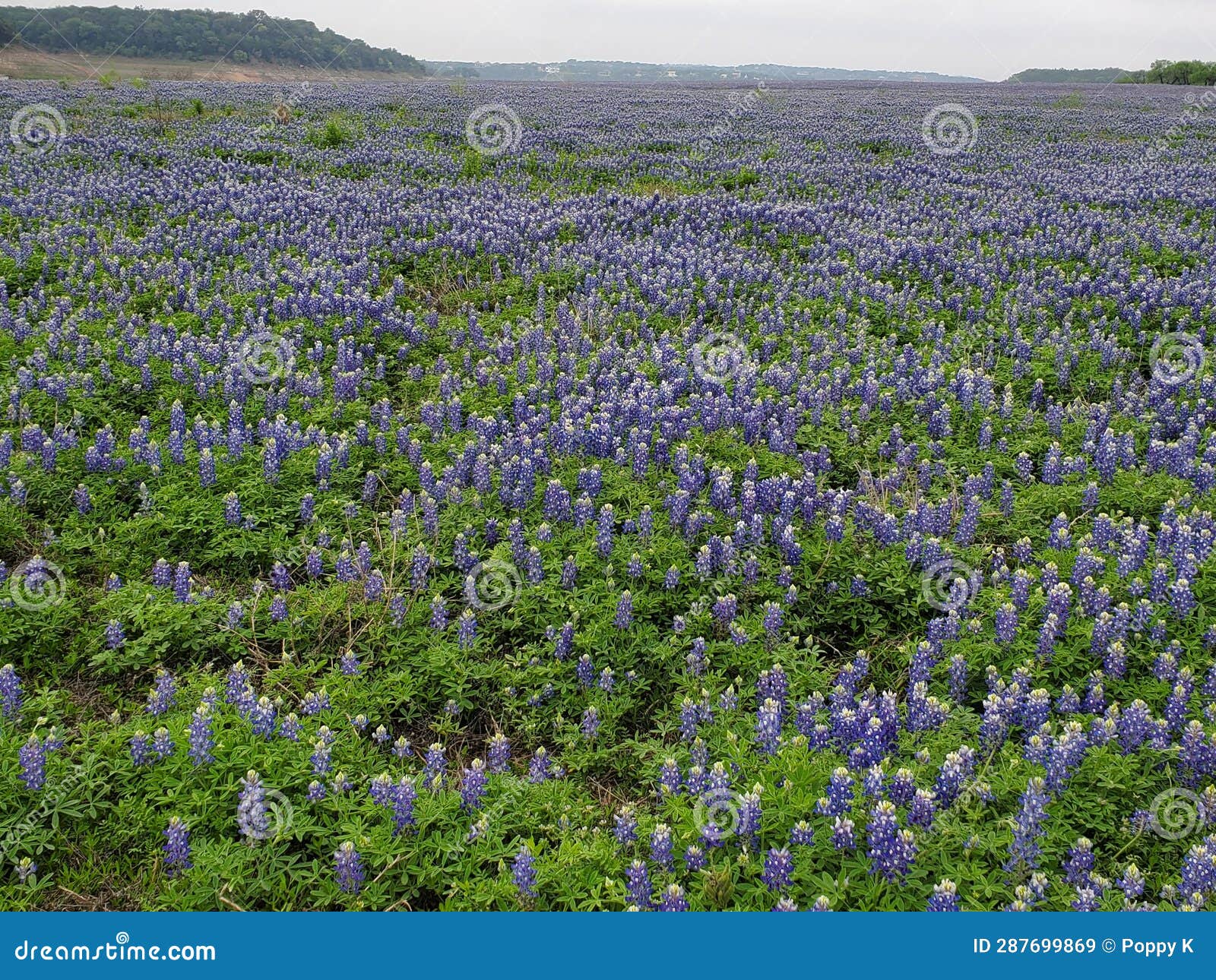 texas bluebonnet or texas lupine with mountain view in the state park of texas.