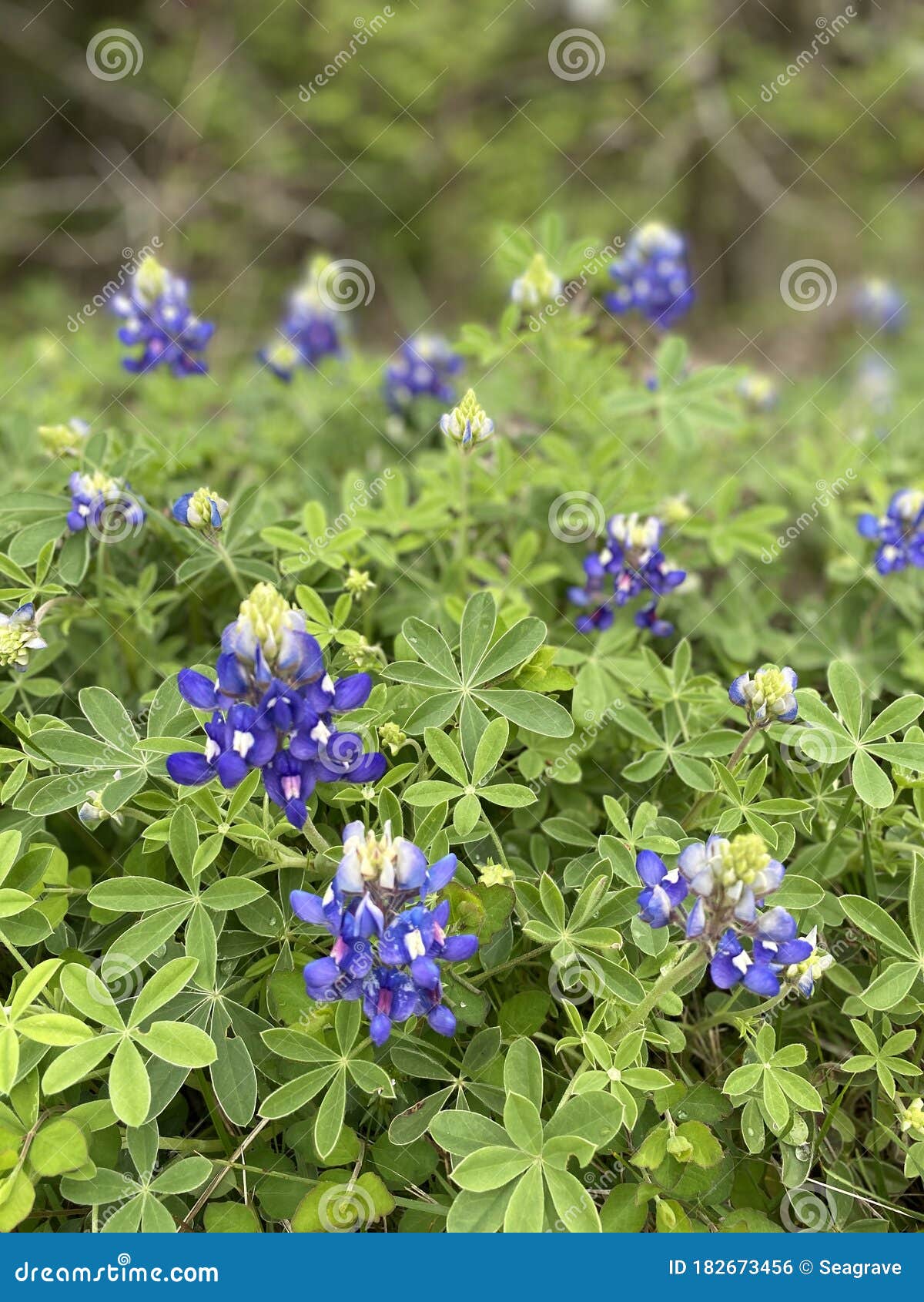 Texas stock photo. Image of flower, species 182673456