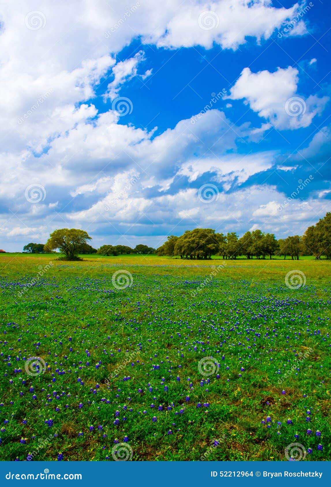 texas bluebonnets vertical shot