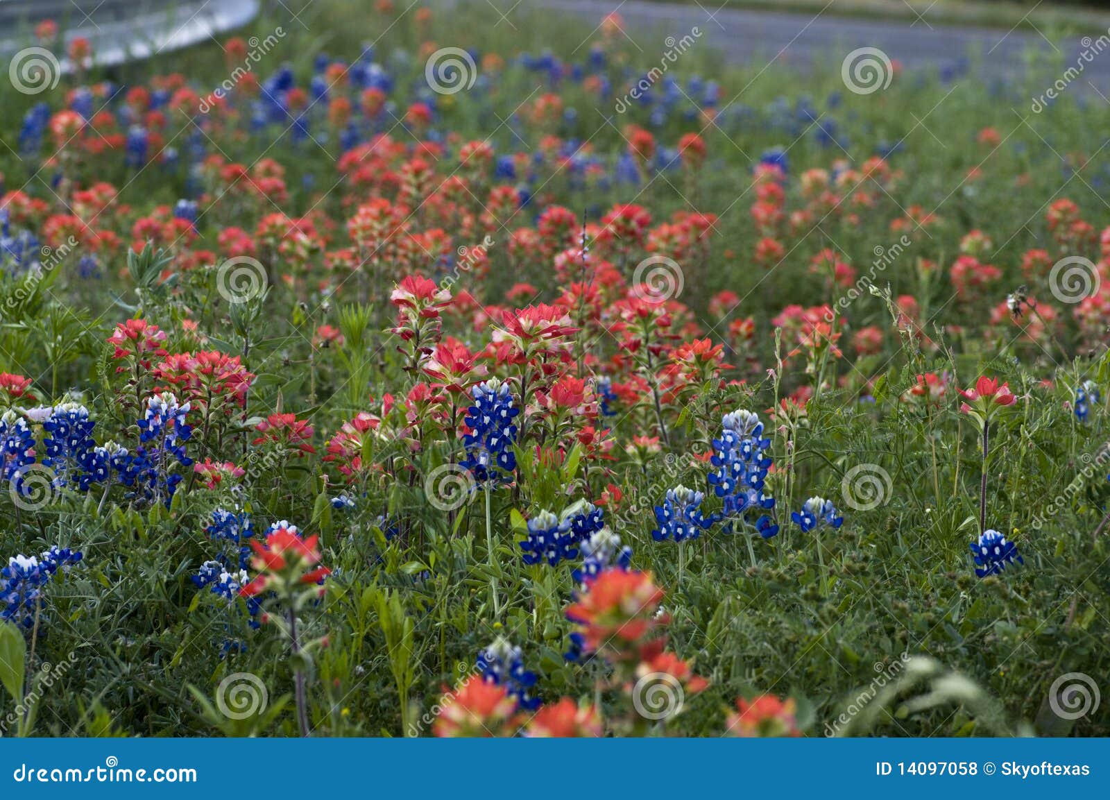 Texas & Wildflowers by the Road Stock Photo Image of