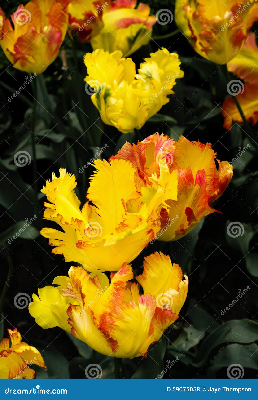 texas gold parrot tulips, tulipa x hybrida, flowers. close uo