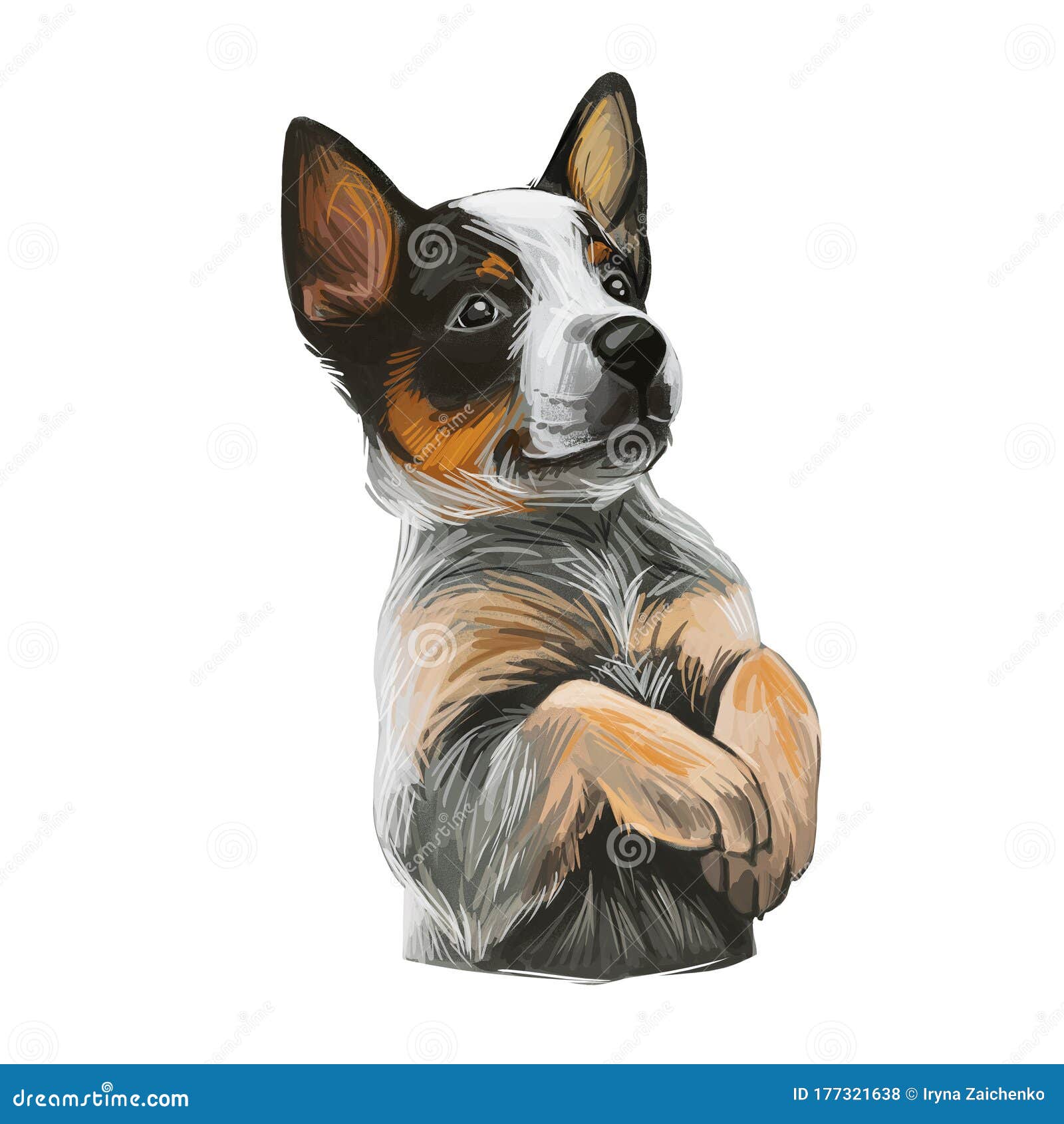 Texas Heeler Puppy Crossbred Herding Dog Isolated. Cross Australian Cattle Dog, Border Collie and Australian Shepherd. Digital Art Stock Photo - Image of drawn, 177321638