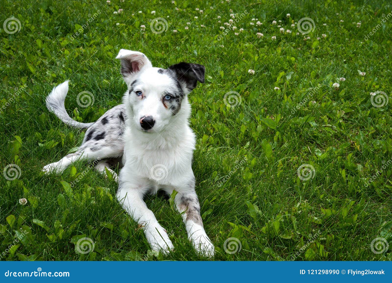 white texas heeler