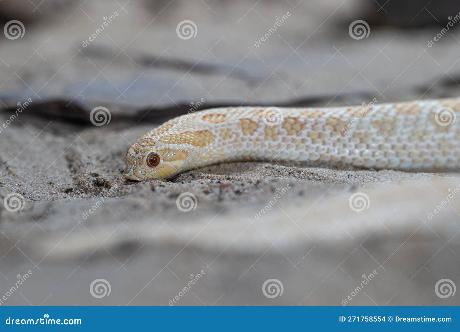 texas hog-nosed snake, heterodon nasicus