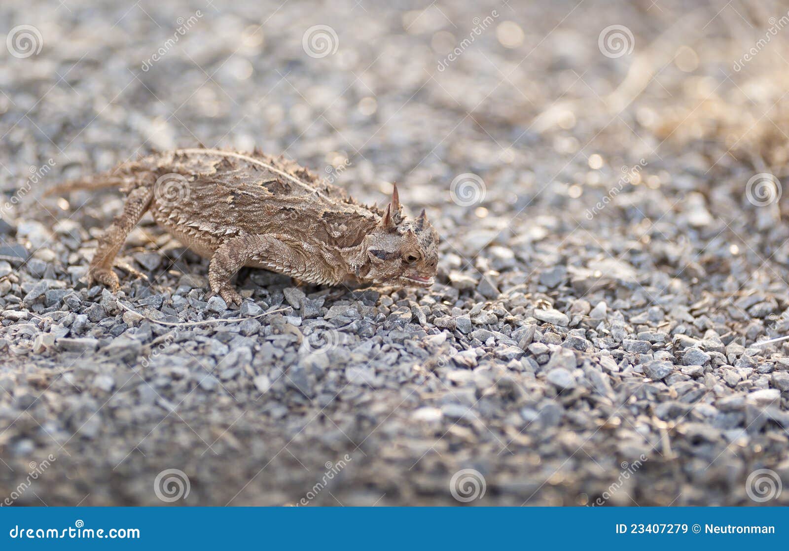 Texas Horned Frog stock image. Image of reptile, food 23407279