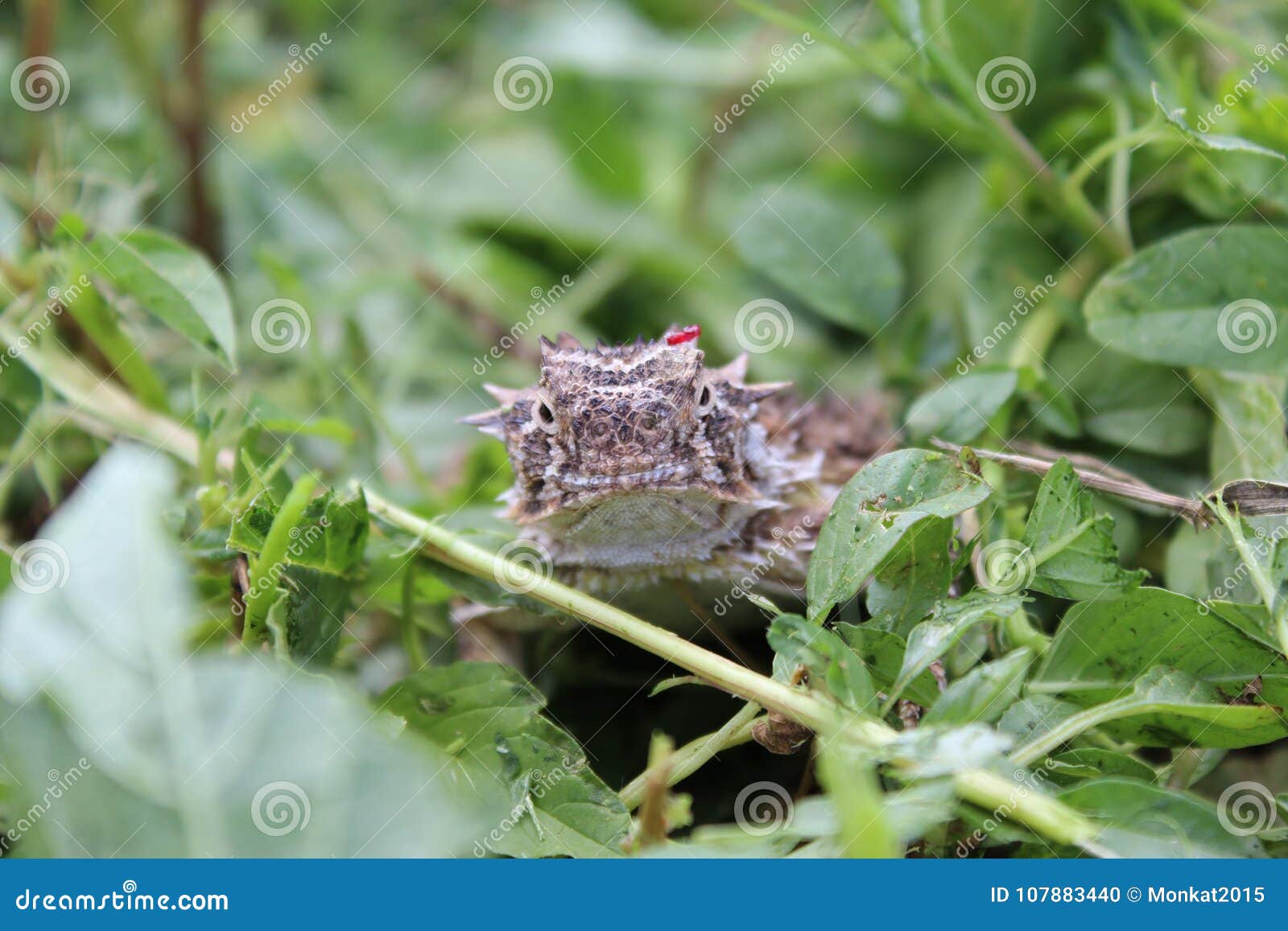 Texas horned frog stock photo. Image of texas, frog 107883440