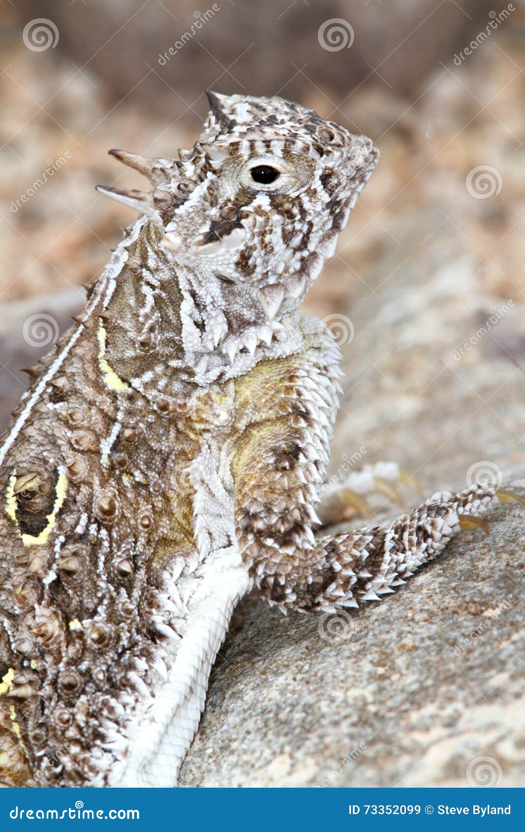 Texas Horned Lizard (Phrynosoma Cornutum) Stock Image Image of desert