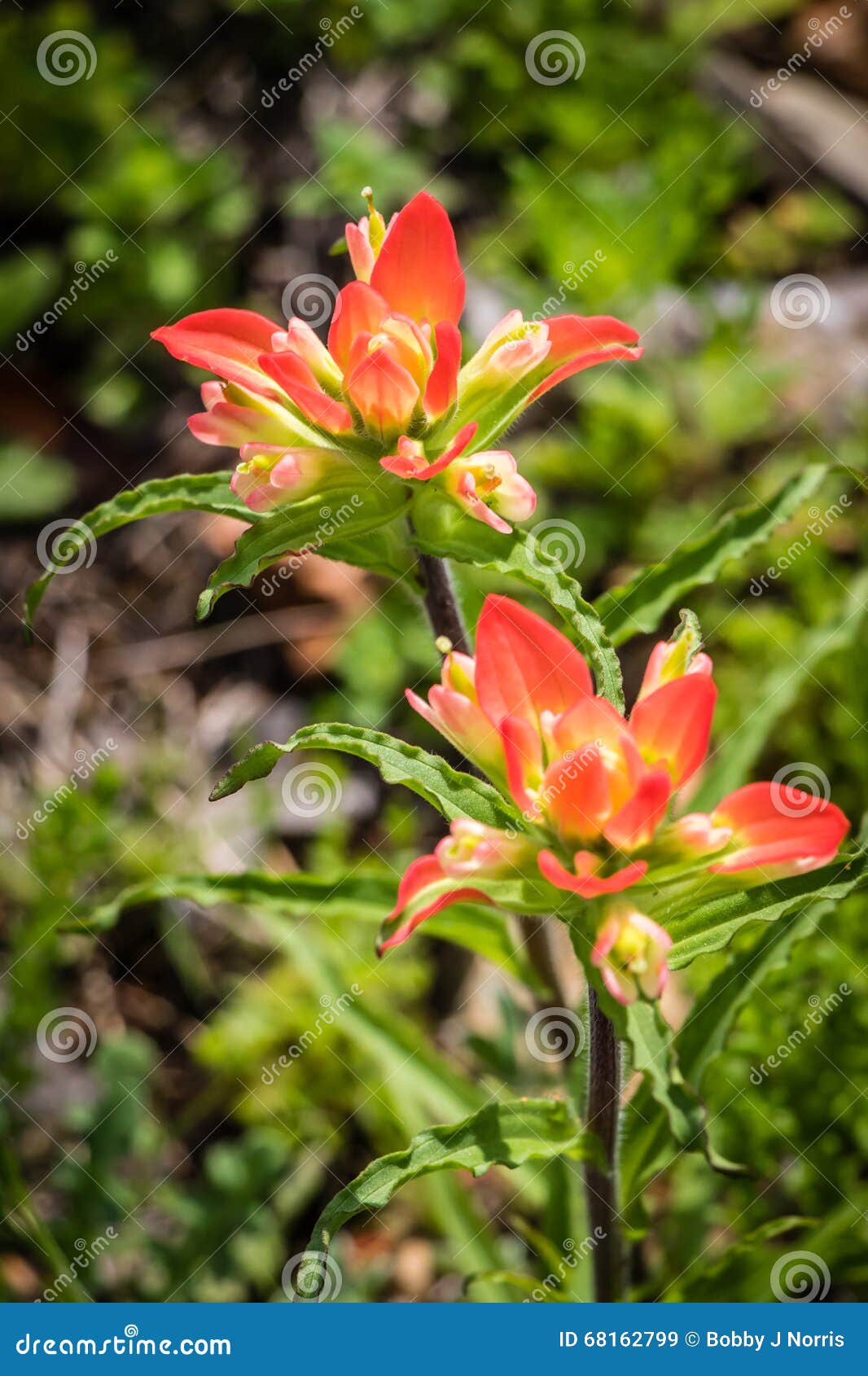 Texas Indian Paintbrush Wildflower Stock Image Image of texas